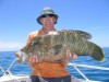 Maori Wrasse